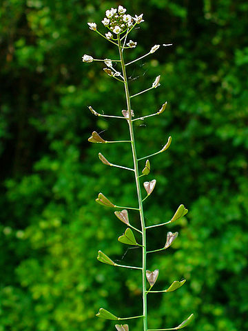 Capsella bursa-pastoris